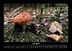 Thumbnail-11
