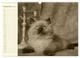 Thumbnail-11