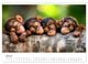 Thumbnail-12