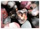 Thumbnail-10