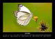 Thumbnail-11