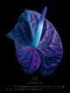 Thumbnail-9