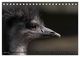 Thumbnail-9