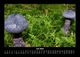 Thumbnail-11