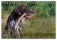 Thumbnail-14