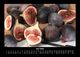 Thumbnail-10