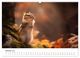 Thumbnail-11