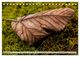 Thumbnail-11