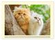 Thumbnail-10