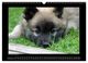 Thumbnail-11