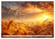 Thumbnail-11