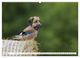 Thumbnail-9