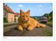 Thumbnail-2