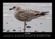 Thumbnail-10