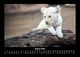 Thumbnail-12