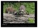 Thumbnail-11
