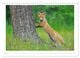 Thumbnail-11