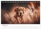 Thumbnail-12