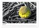 Thumbnail-10