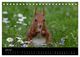 Thumbnail-11
