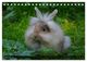 Thumbnail-11