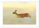 Thumbnail-12
