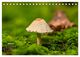Thumbnail-11