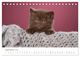 Thumbnail-11