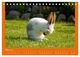 Thumbnail-8