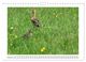 Thumbnail-11