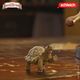 Thumbnail-2