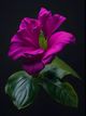 Thumbnail-4