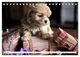 Thumbnail-11