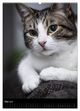 Thumbnail-10