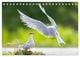 Thumbnail-8