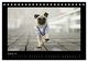 Thumbnail-13