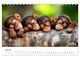 Thumbnail-12