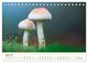 Thumbnail-12
