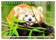 Thumbnail-14