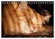 Thumbnail-9