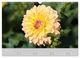 Thumbnail-11