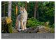 Thumbnail-9