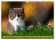 Thumbnail-7