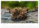Thumbnail-12