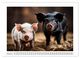 Thumbnail-7