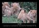 Thumbnail-10