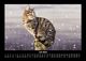 Thumbnail-11
