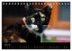 Thumbnail-11