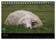 Thumbnail-9