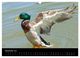 Thumbnail-14